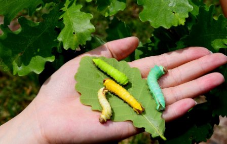 蚕蛾交尾需要雄蛾吗？