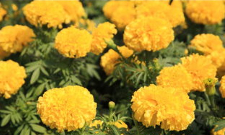 什么花会在什么时间开放？