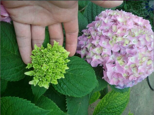 绣球花为什么又叫死人花？