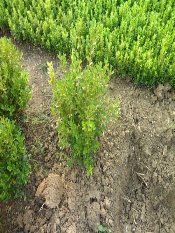 豆瓣黄杨的介绍