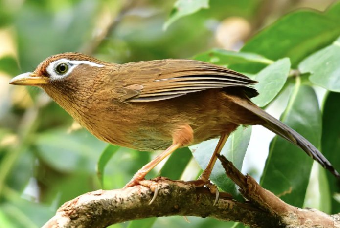 母画眉鸟叫声怎么叫