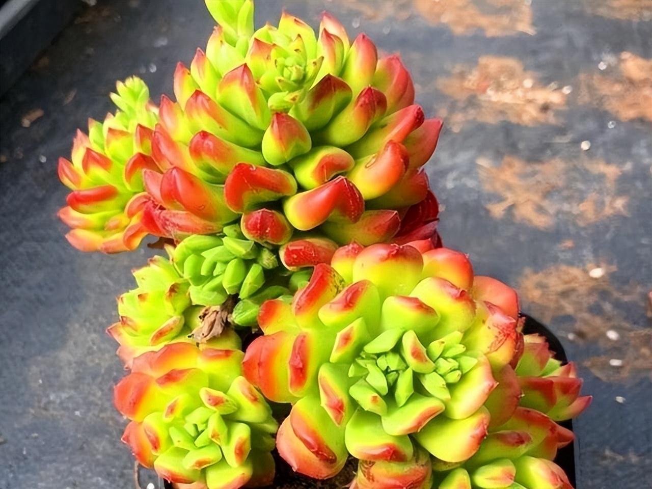 多肉小灯笼,颜色艳丽名字好听,就是上色有点难,阳台党看看就好,真的吗?