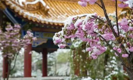 立春后的雪有什么说法