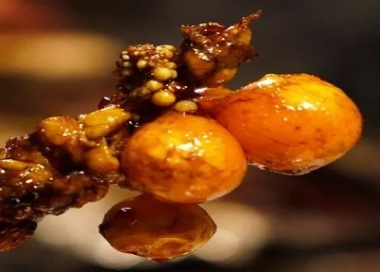 鸡提灯是什么？