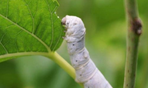 蚕结茧后要过多久才能变成飞蛾飞出来?