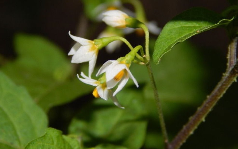 什么花会在什么时间开放？