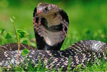 蛇会保护主人吗?