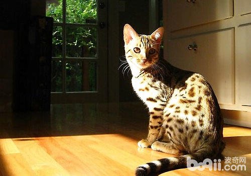 老虎和猫是什么关系