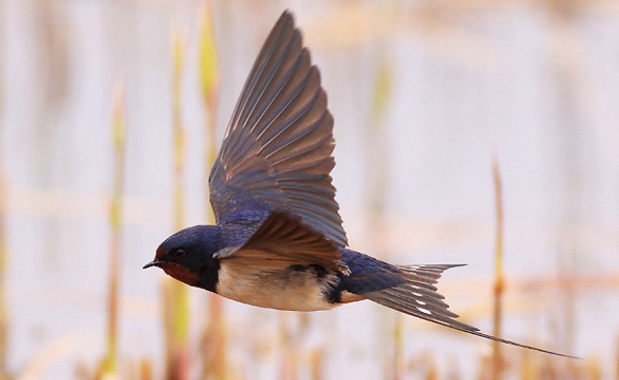 九天玄鸟是什么神兽