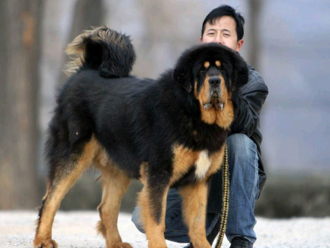 虎敖是什么狗？