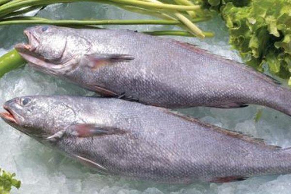 黑鳘鱼是什么鱼？