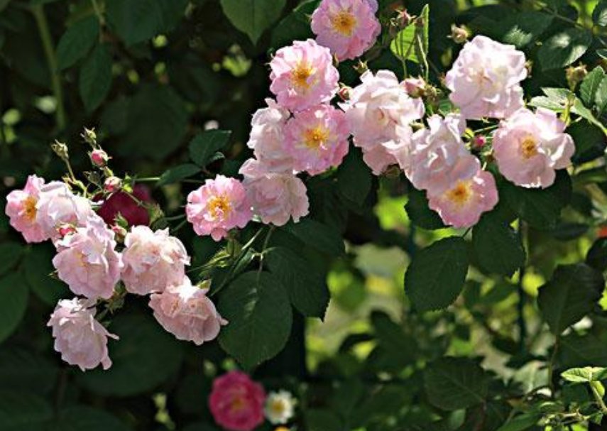 什么花会在什么时间开放？