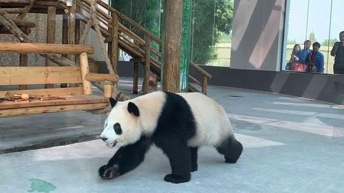 熊猫吃了人会击毙吗