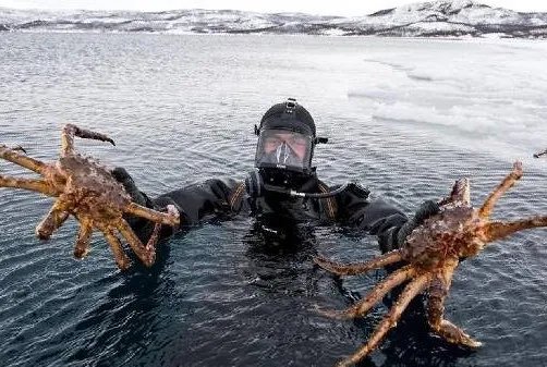 长脚蟹和帝王蟹的区别 长脚蟹多少钱一斤