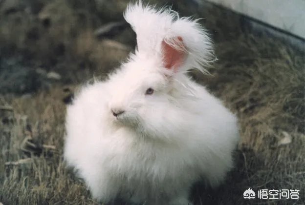 饲养长毛兔前景如何？