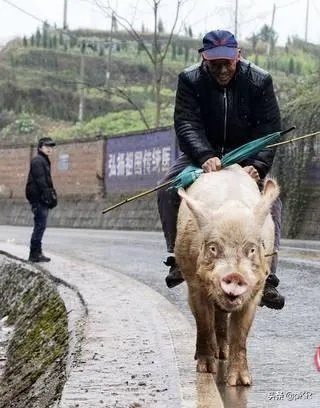 藏品在家不拿出去能私下交易吗?怎样才能把藏品卖出去？