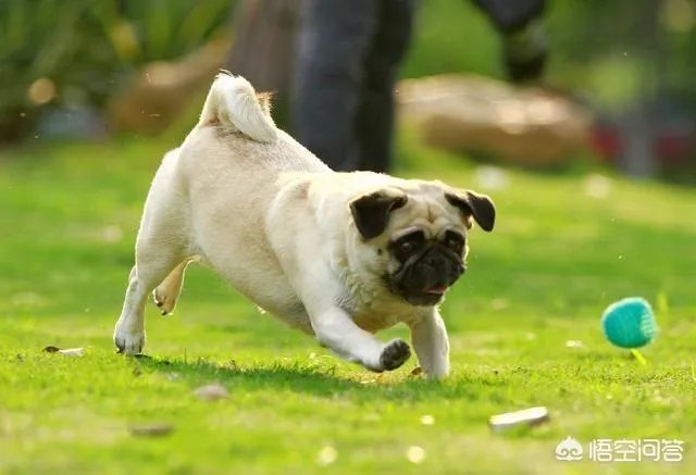 为什么养八哥犬的人那么少?