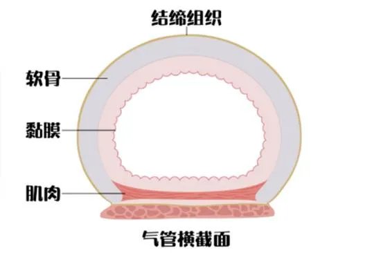 食管和气管的位置关系
