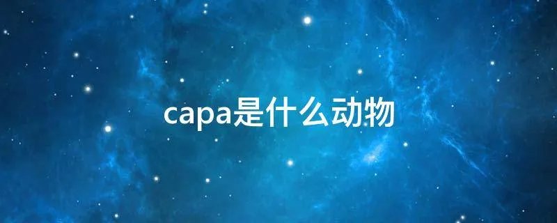 capa是什么动物