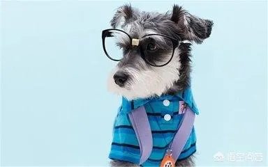 雪纳瑞犬的优缺点是什么？