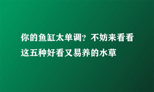你的鱼缸太单调?不妨来看看这五种好看又易养的水草