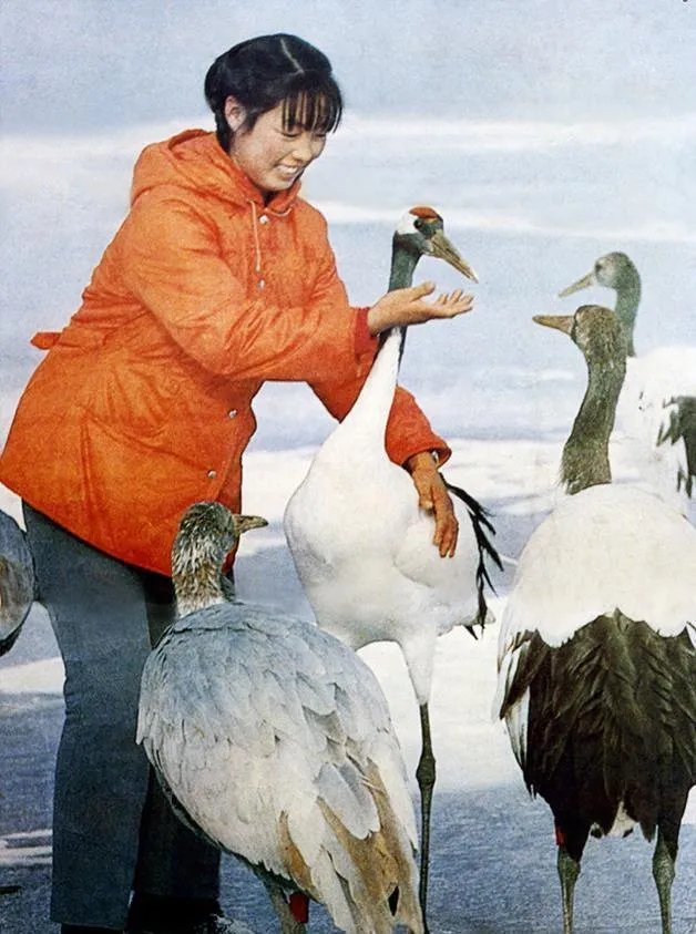 我国丹顶鹤自然保护区有几个?