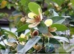 含笑花怎么养好