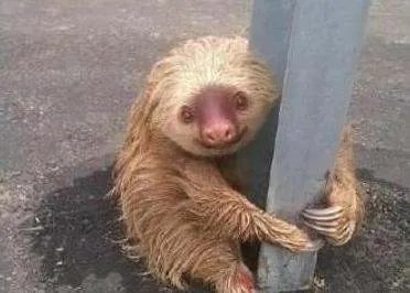 树懒科的唯一身上长有植物的野生动物