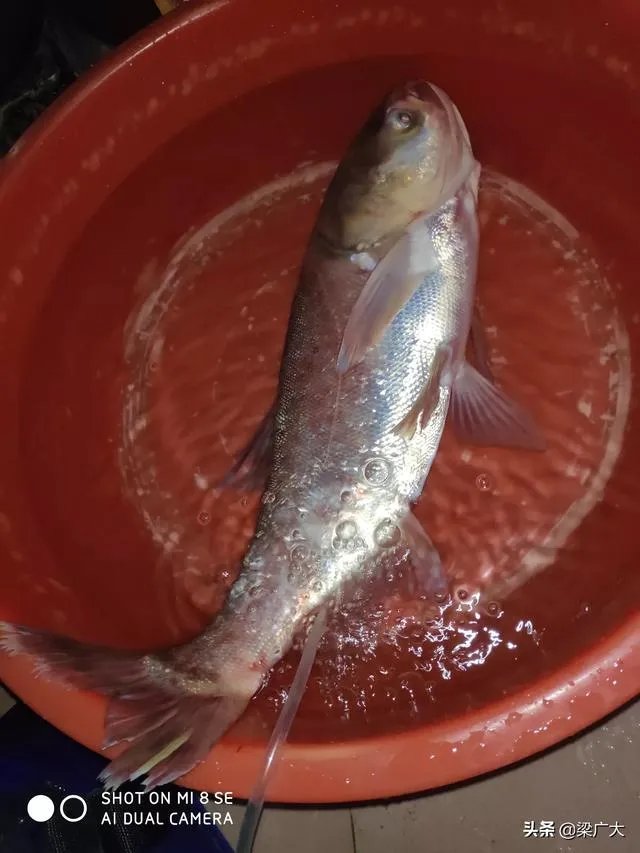 钓鲢鳙饵料配方？