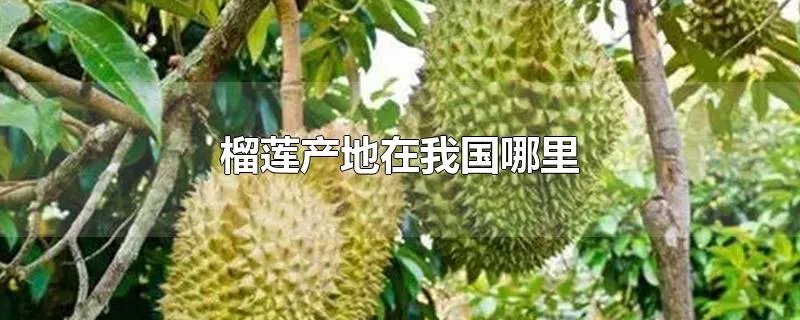 榴莲产地在我国哪里
