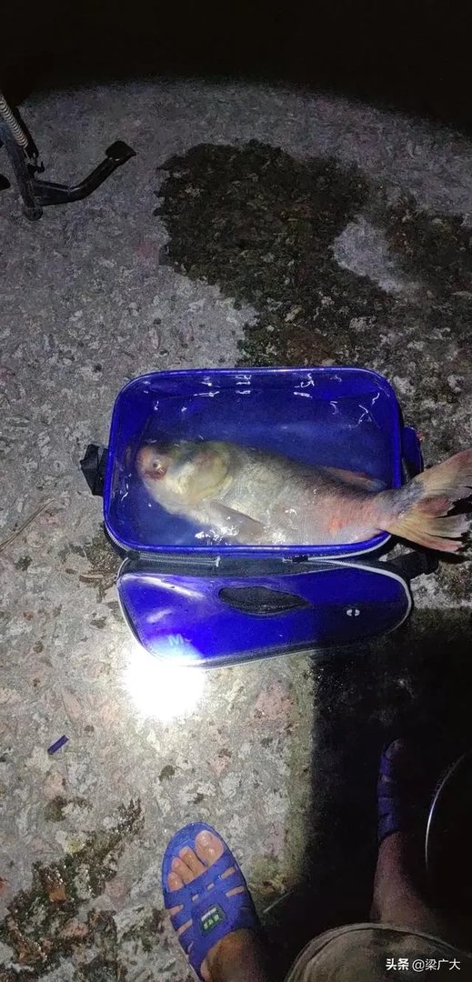 钓鲢鳙饵料配方？