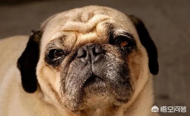 为什么养八哥犬的人那么少?