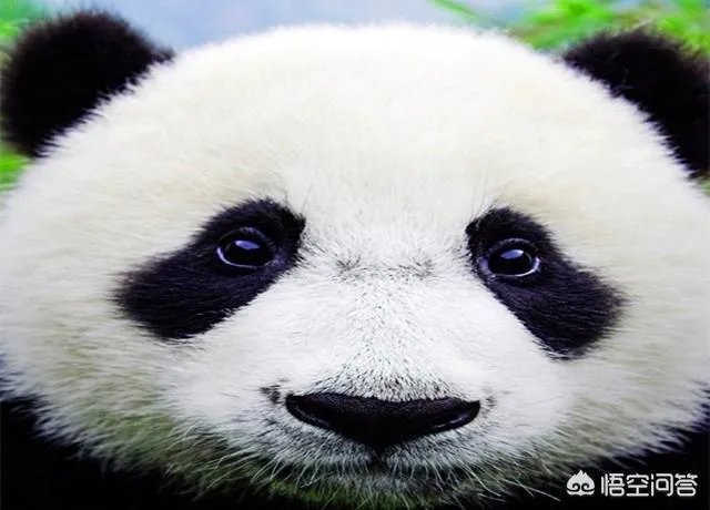 大熊猫为什么古代叫食铁兽？