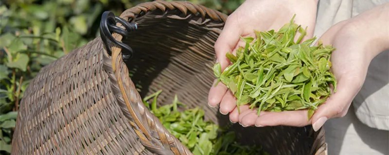 铁观音十大品牌排行榜 铁观音品牌排行榜前十名