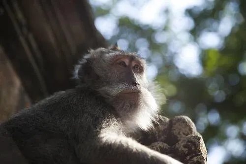 印度猴子与同伴打架后，独自找医生疗伤，其智商为何如此高？