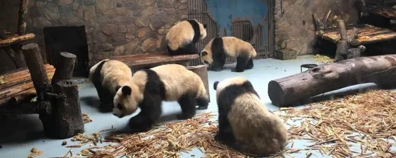 成都旅游必去十大景点