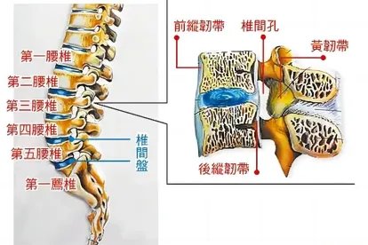 第一椎骨的位置图