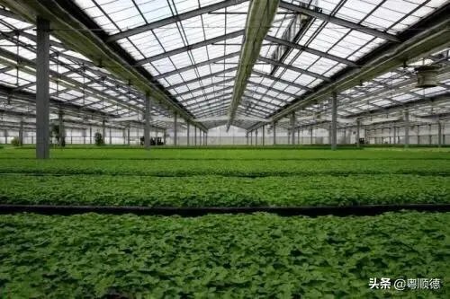 强台风“立奇马”要来了,温室大棚该提前做哪些防御措施,准备什么?