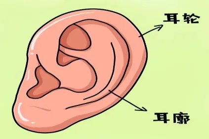 耳轮耳廓是哪个部位图片