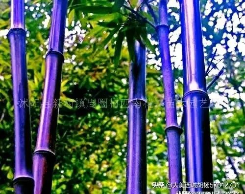 什么是村村通？