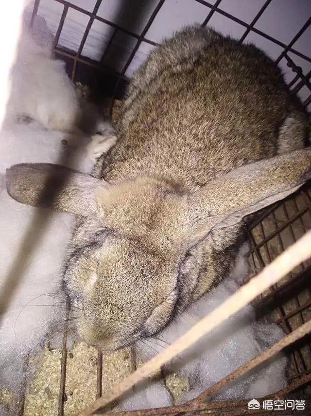 家兔养殖用什么饲料最好？