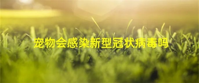 宠物会感染新型冠状病毒吗