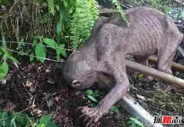 揭阳水库抓到了恐怖水鬼是真的吗 在水下力大无穷(谣言)