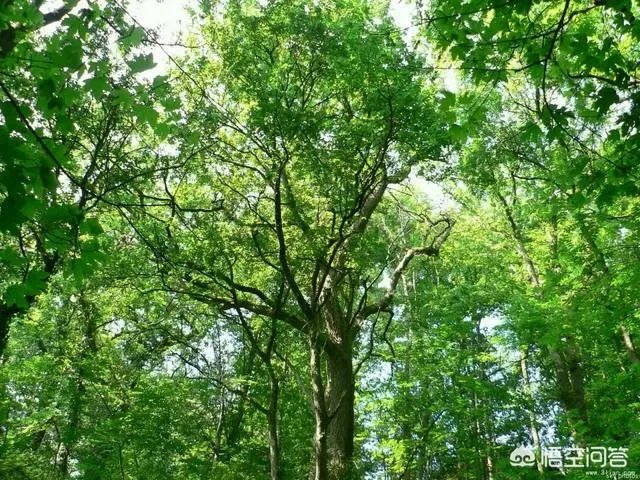 怎么在网上买到真苗木