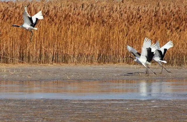 我国丹顶鹤自然保护区有几个？