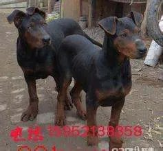 正宗苏联红犬图片