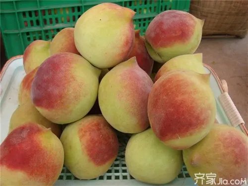 鹰嘴桃|鹰嘴桃知识介绍 鹰嘴桃种植技术