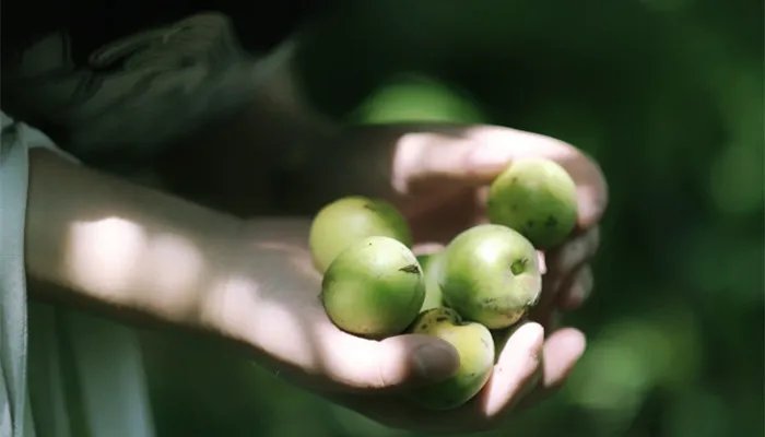 梅子酒泡多长时间为最佳 梅子酒是不是泡的时间越长越好