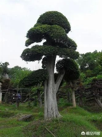 怎么在网上买到真苗木