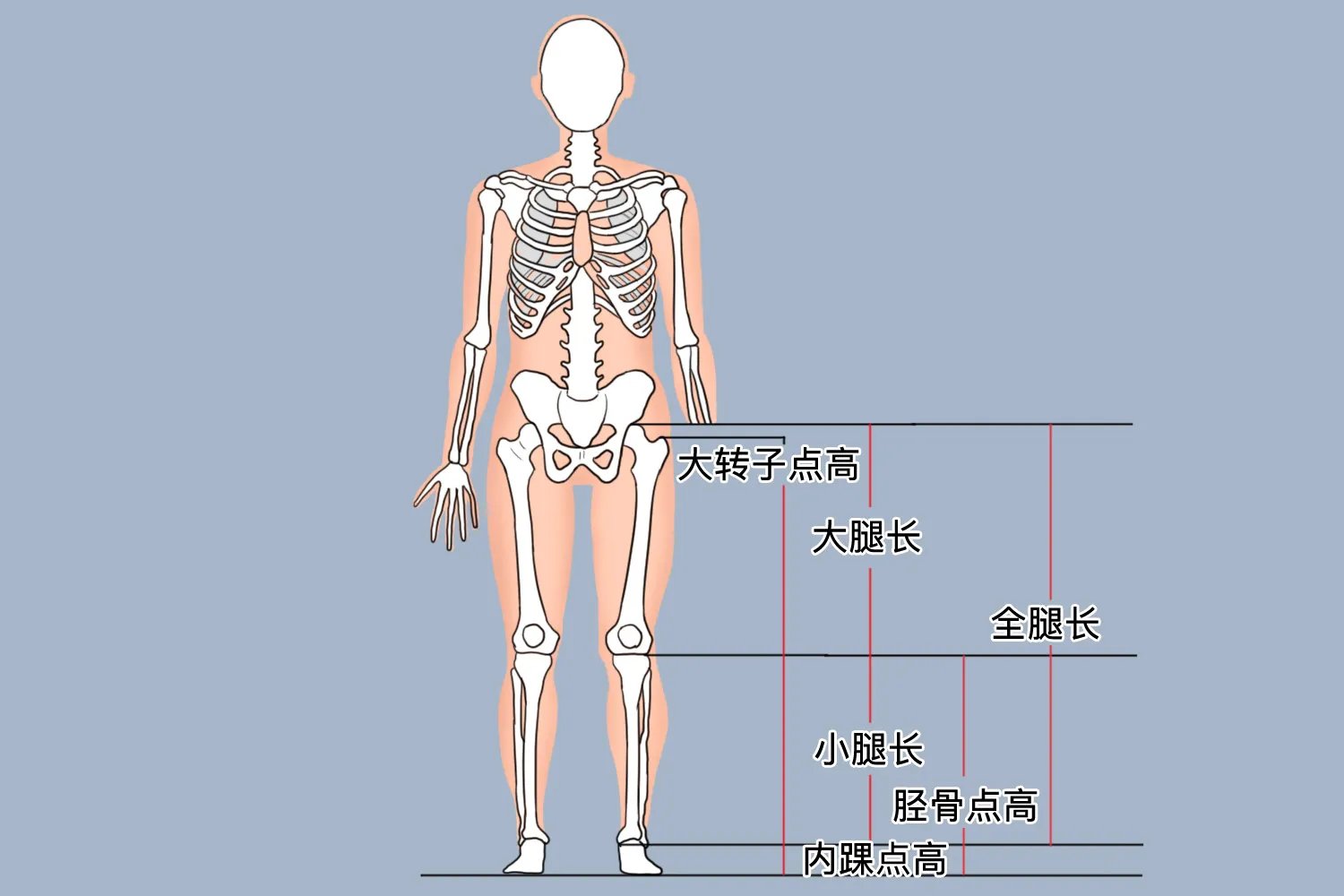 腿长怎么量图片